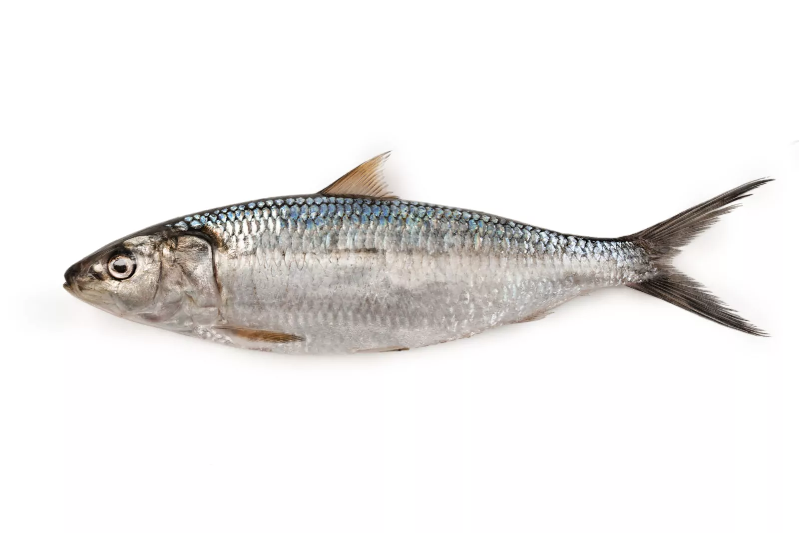 Sardinella (Allache)