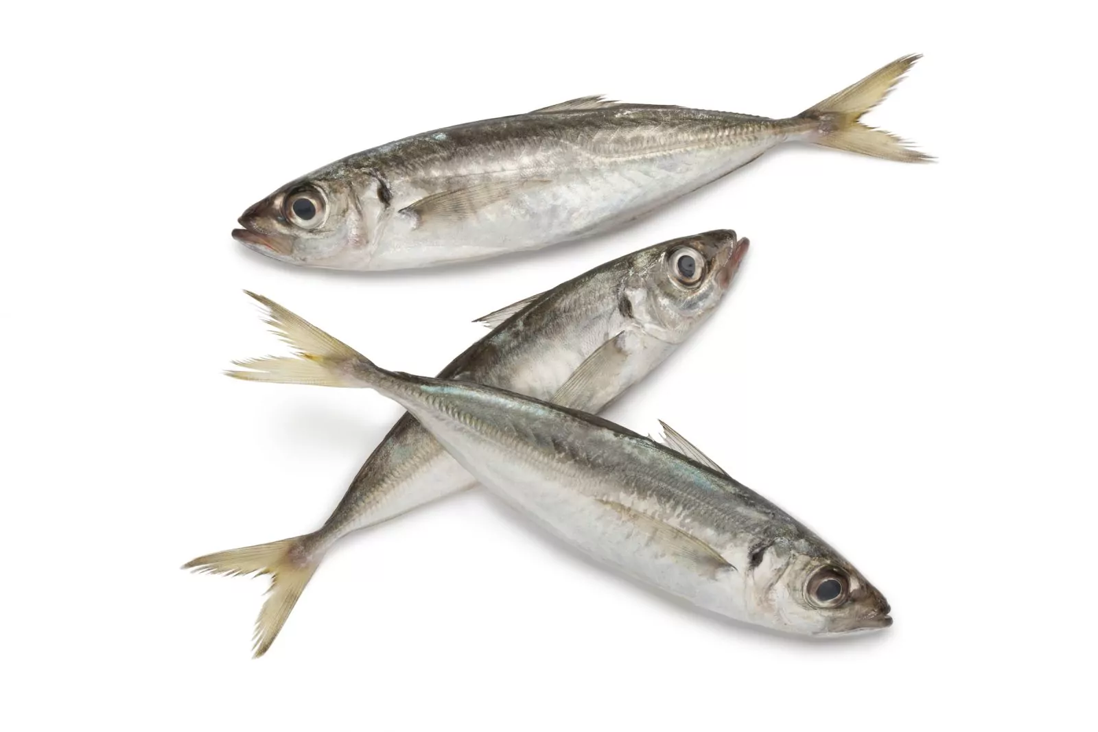 Horse Mackerel
