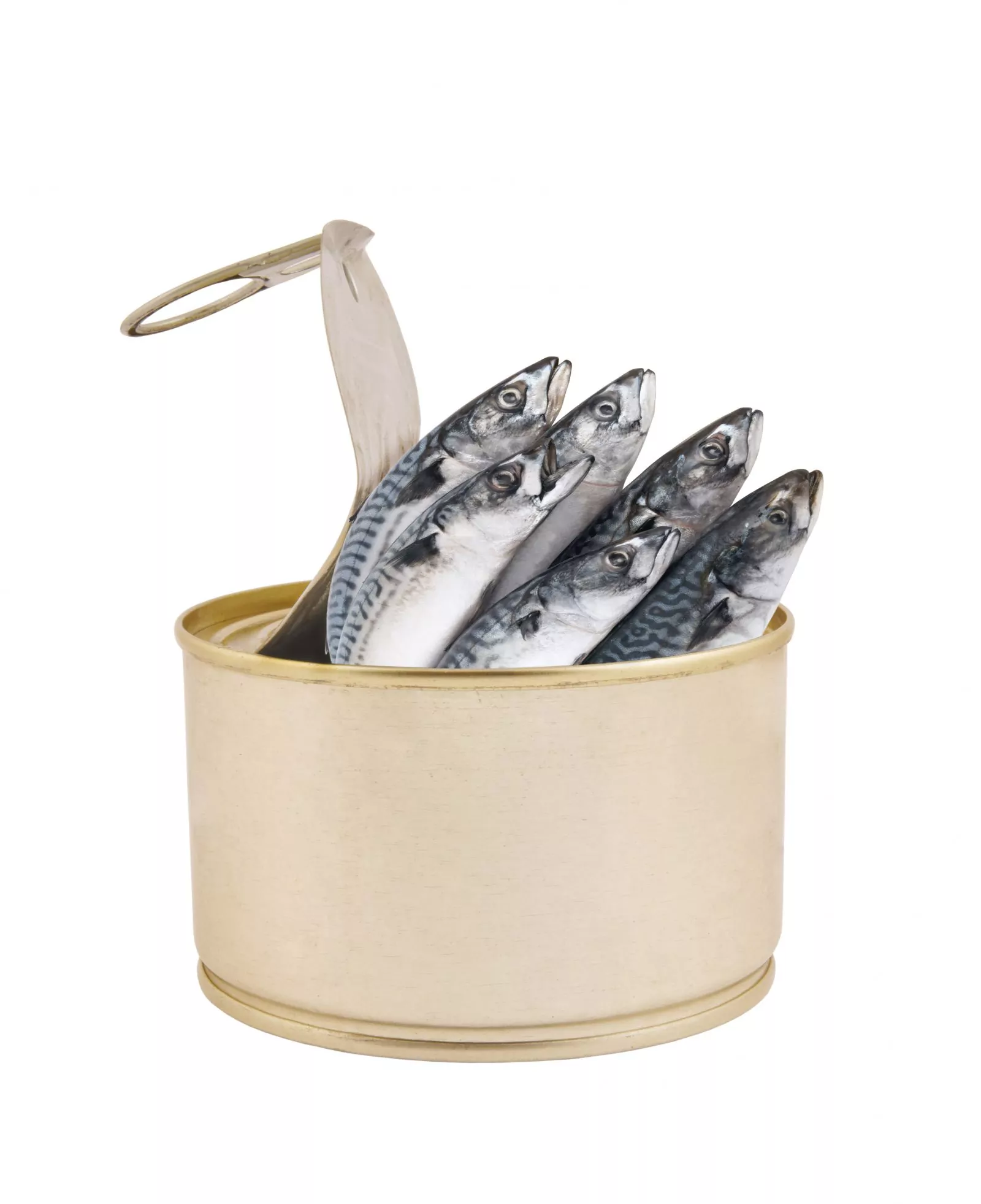 Canned Mackerel