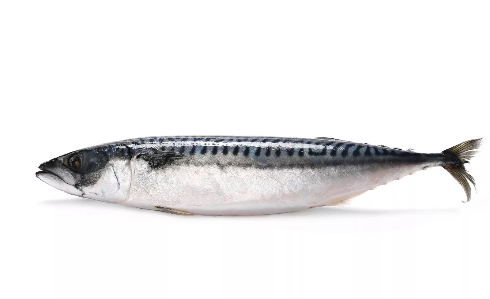 Frozen Mackerel