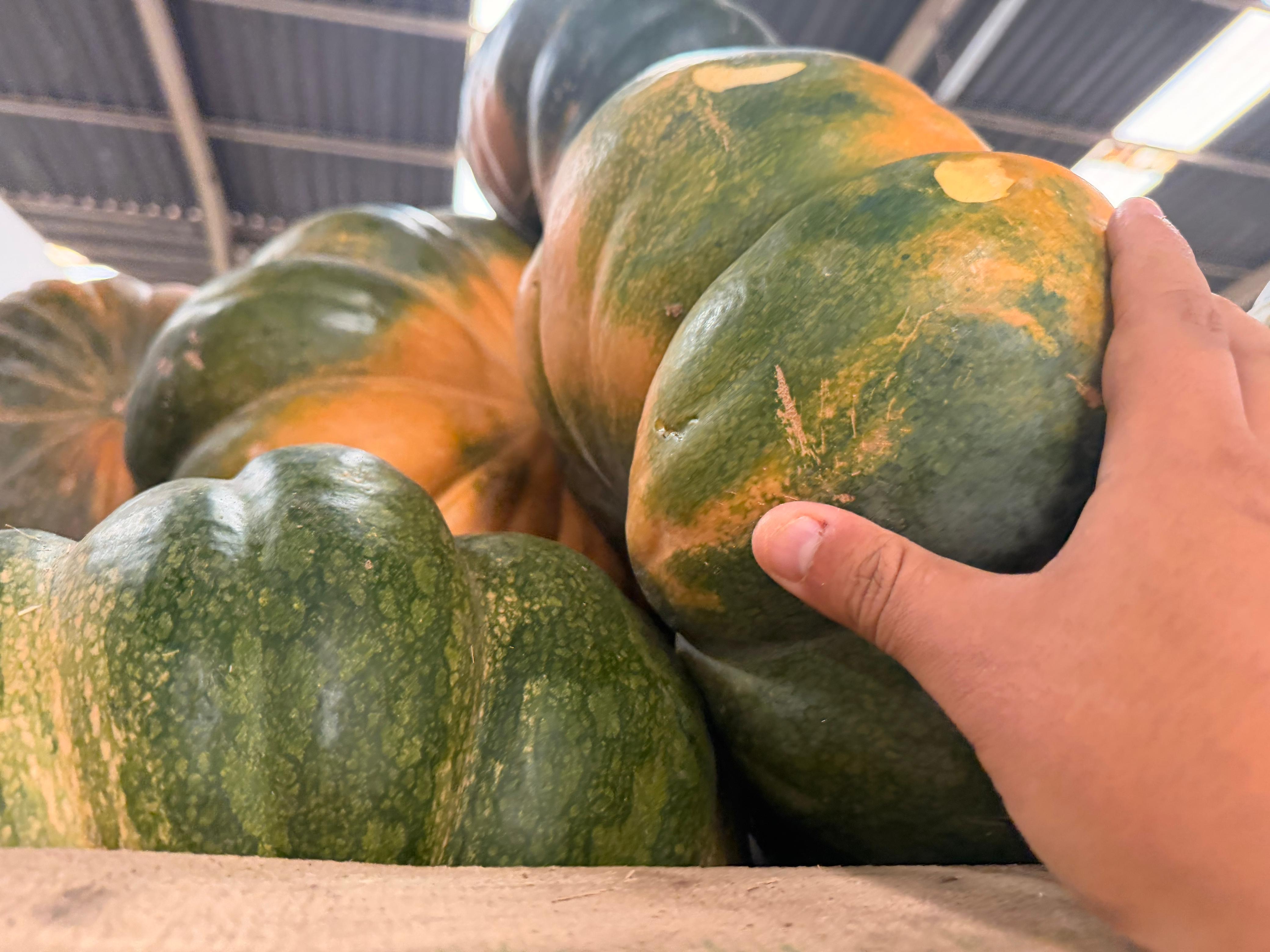 Pumpkin