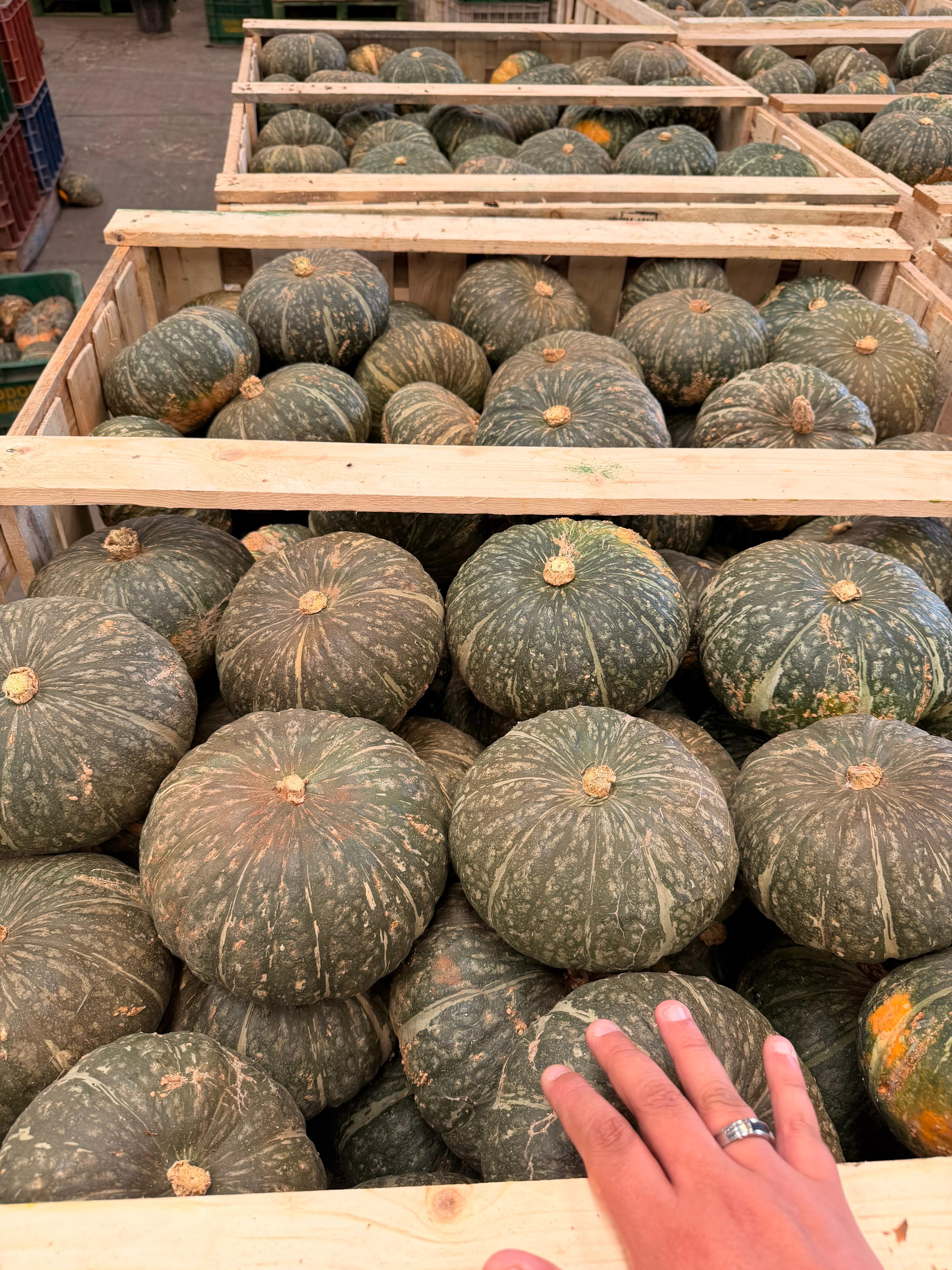 Orange Pumpkin