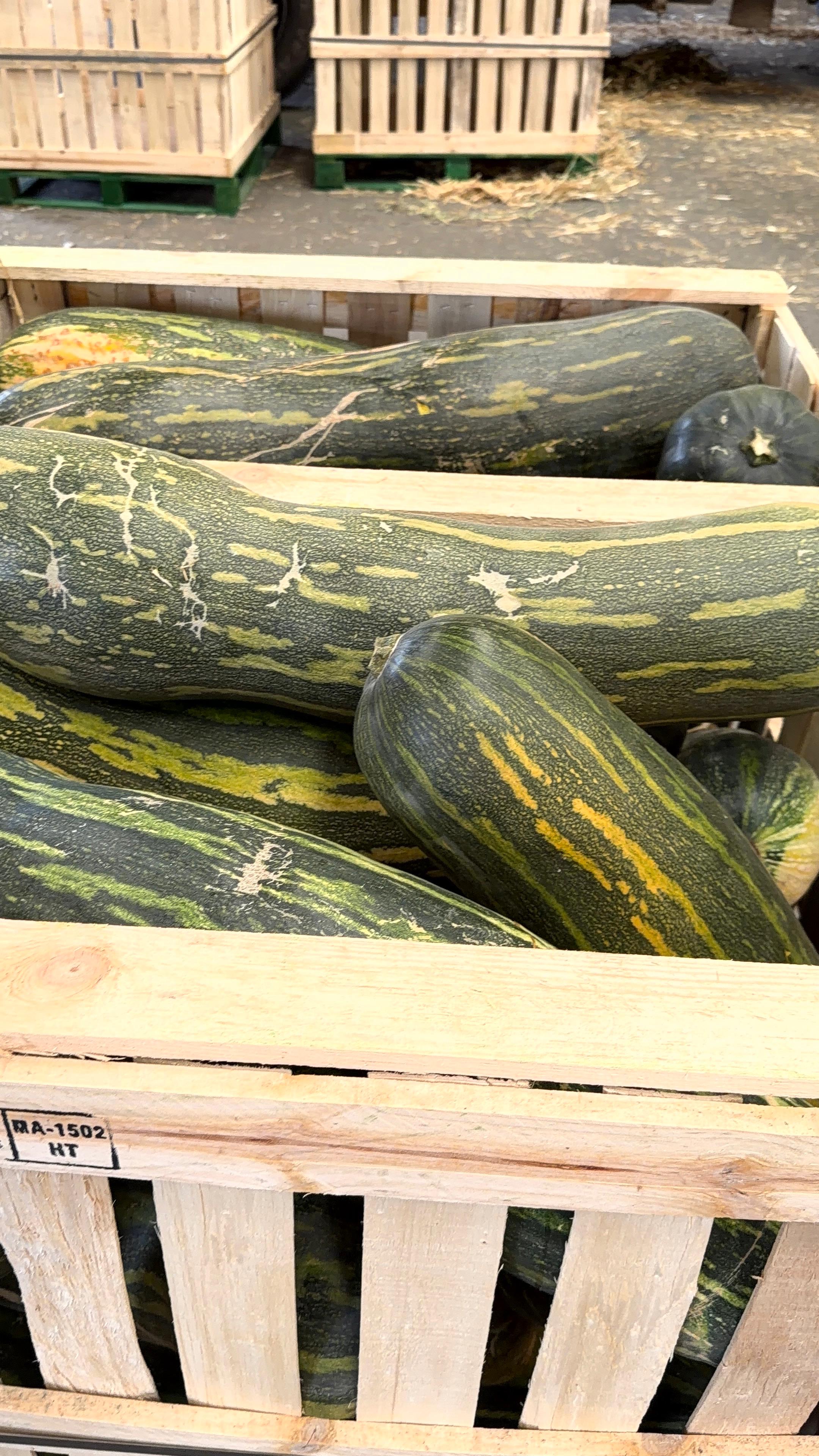 Kabocha Pumpkin