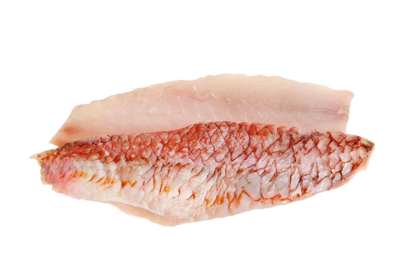 Red Mullet