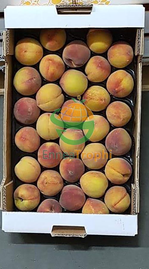 EnneaTrophi51 EnneaTrophi51