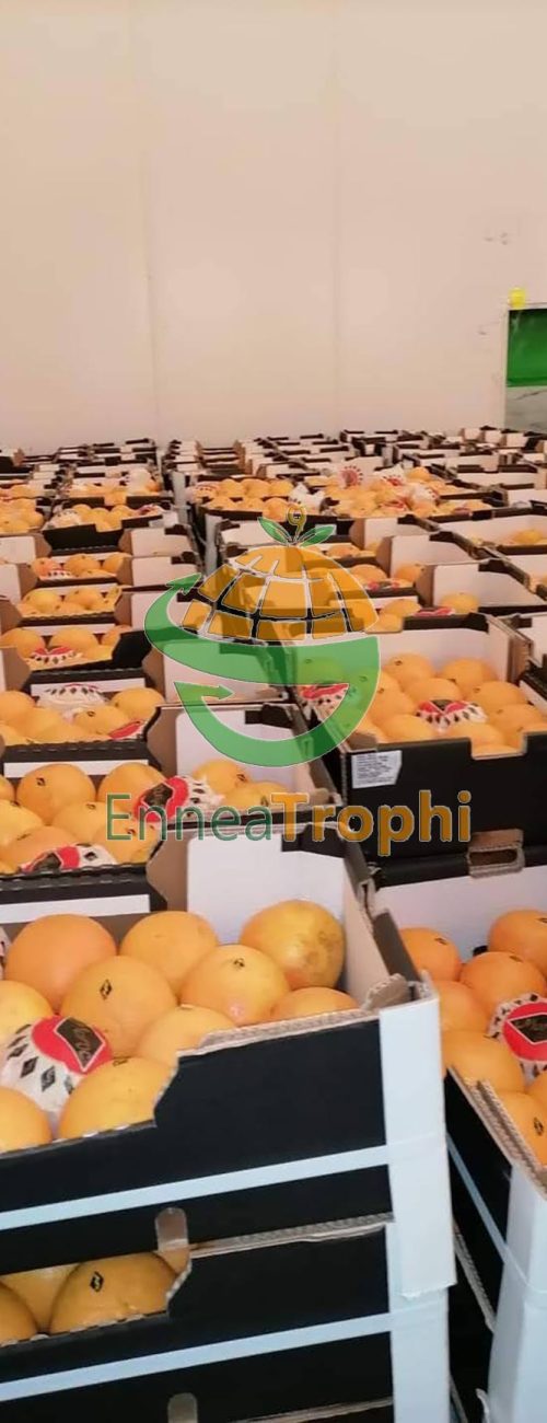 orange mandarins wholesalers